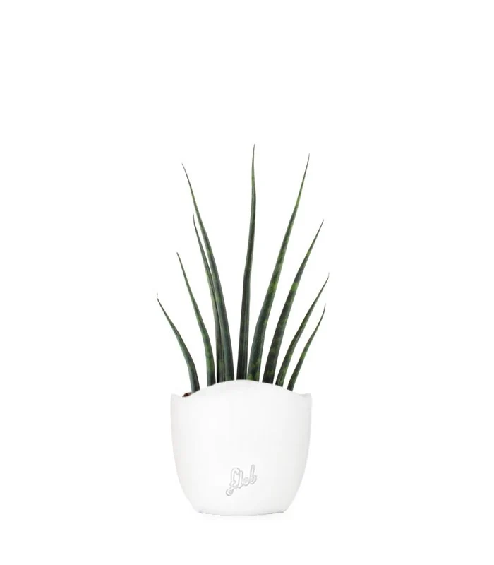 Sansevieria Fernwood Musica