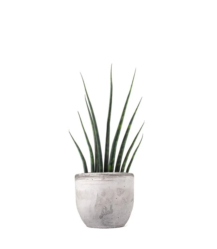 Sansevieria Fernwood Musica