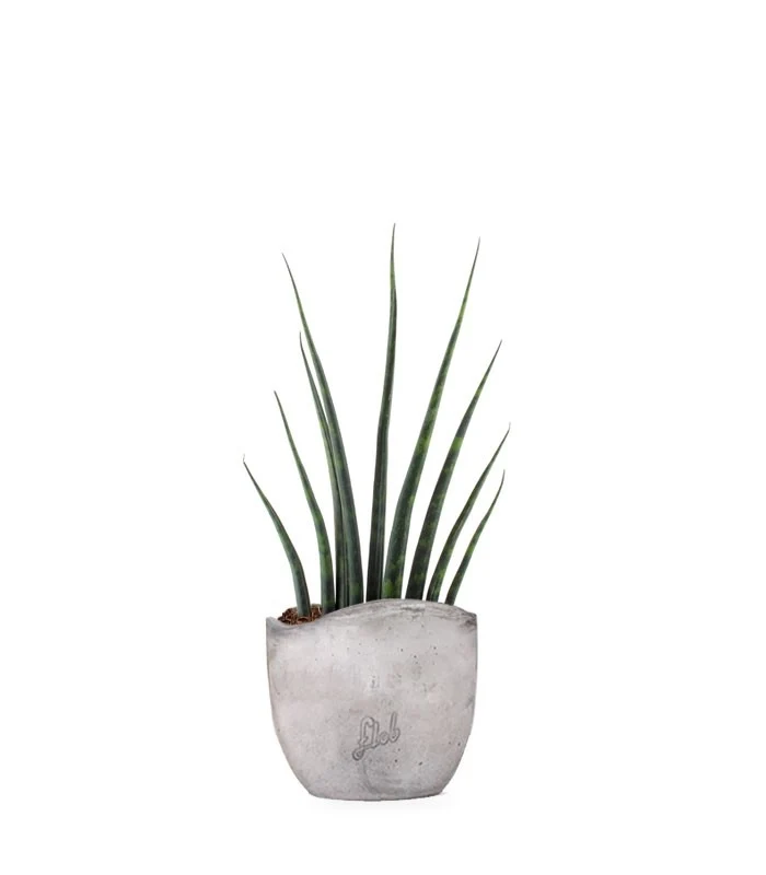 Sansevieria Fernwood Musica