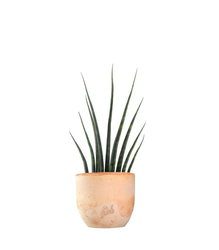Sansevieria Fernwood Musica