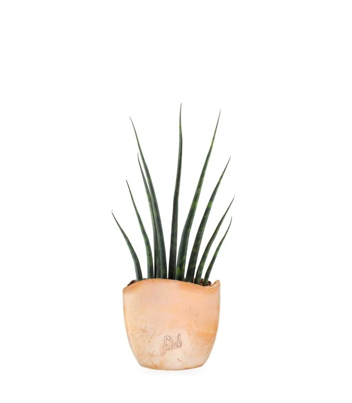 Sansevieria Fernwood Musica