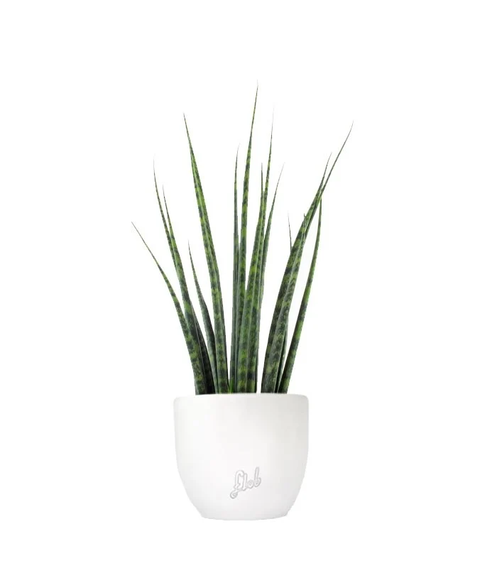 Sansevieria Fernwood Mikado