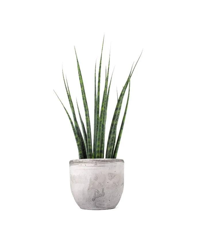 Sansevieria Fernwood Mikado