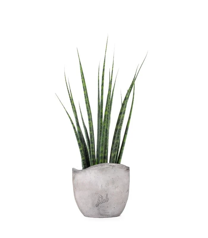 Sansevieria Fernwood Mikado
