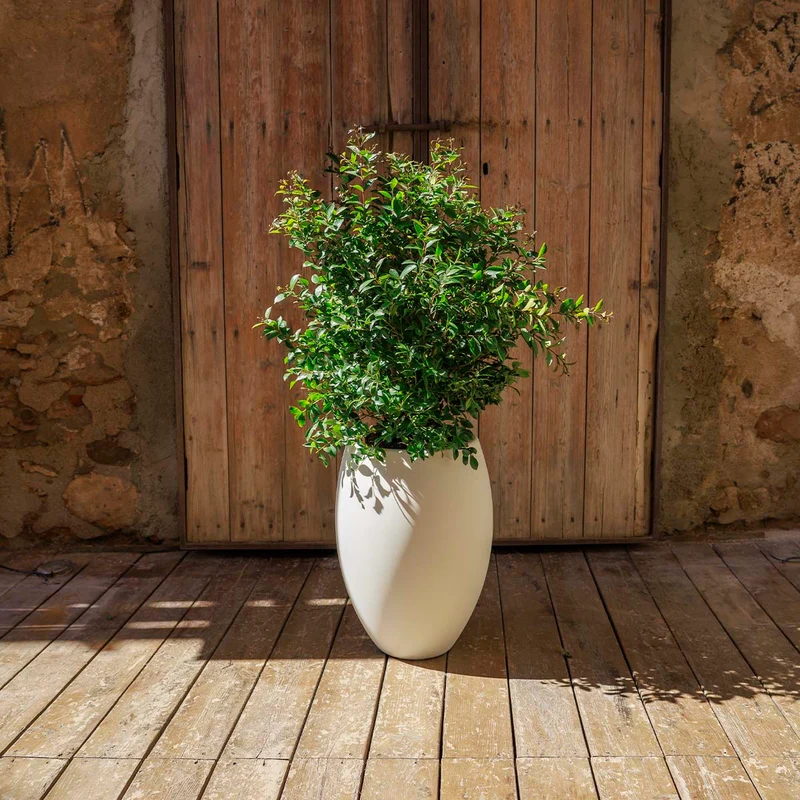 Vaso tondo ALOE 45