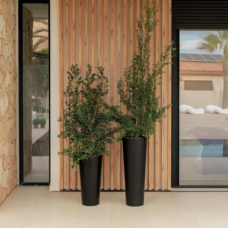 VASO ALTO FICUS 80