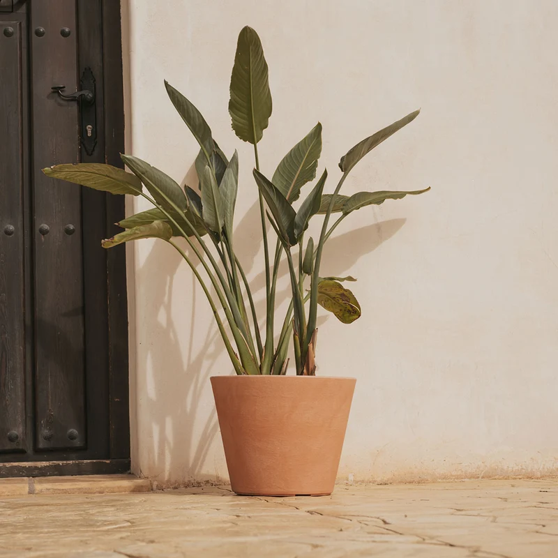 Vaso rotondo PETUNIA 36