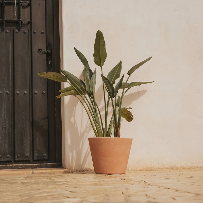 Vaso rotondo PETUNIA 36