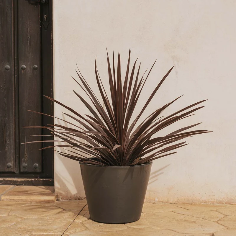 Vaso rotondo PETUNIA 36