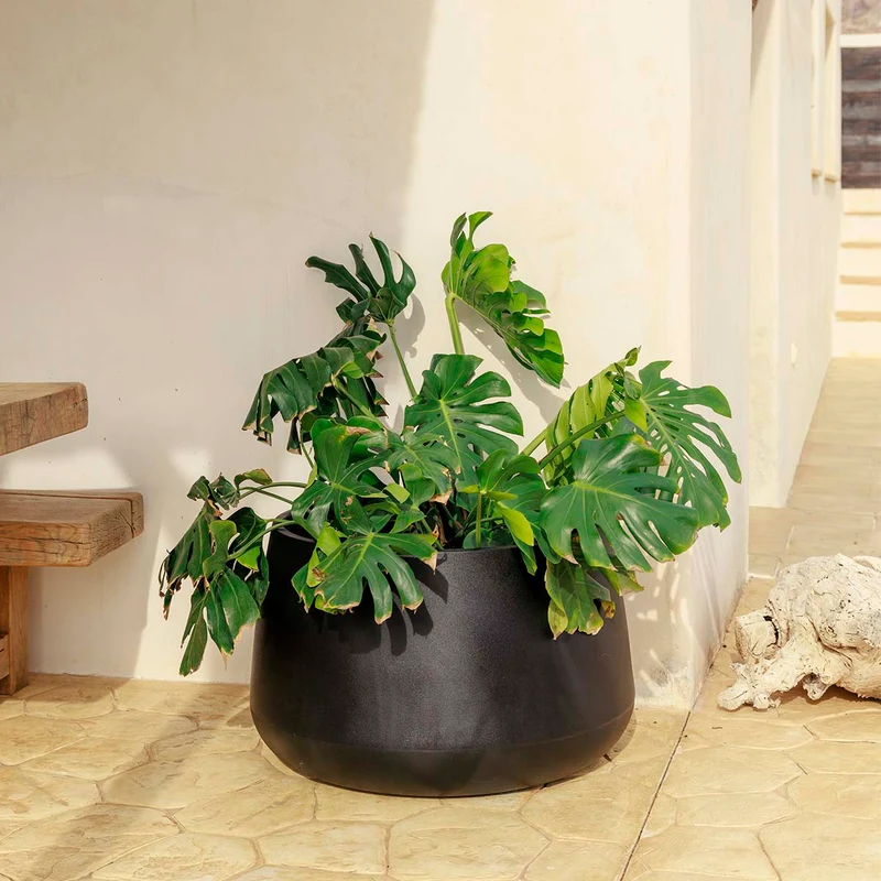 Vaso tondo CAMELIA 60