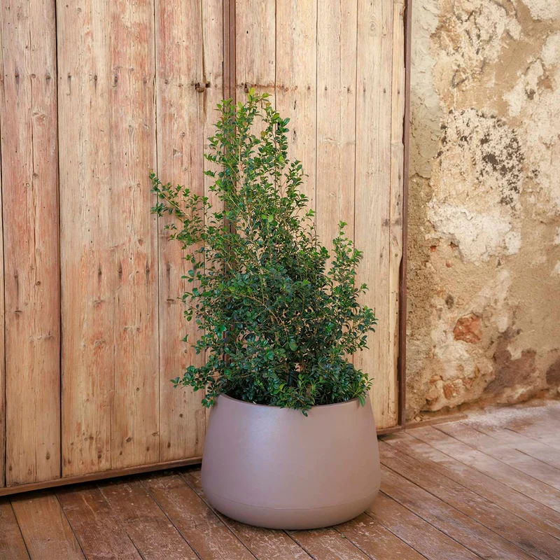 Vaso tondo CAMELIA 60