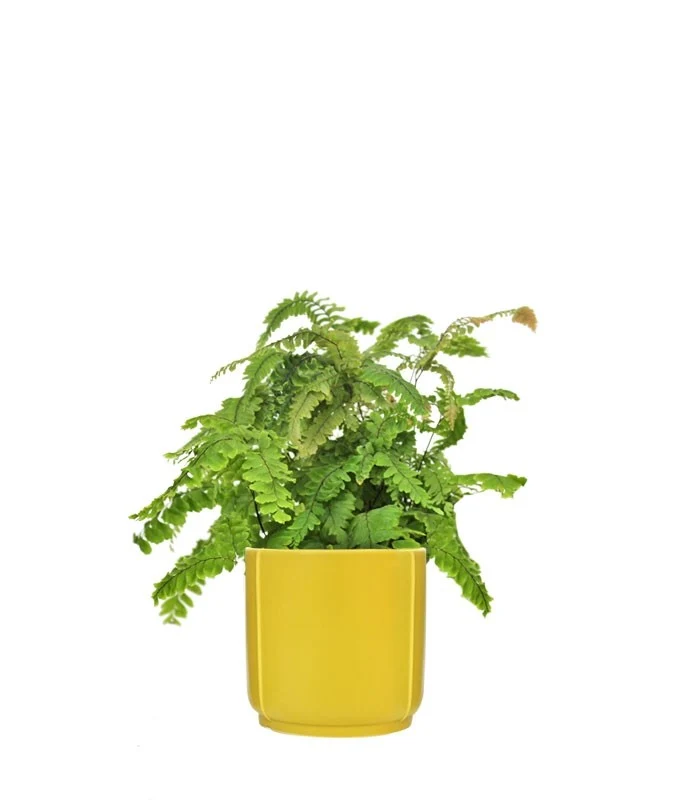Adiantum hispidulum