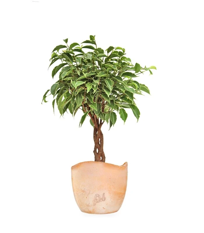 Ficus Benjamin Intrecciato