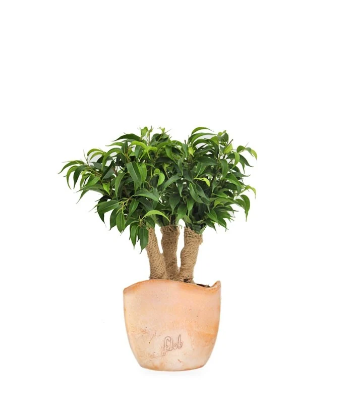 Ficus benjamin - forest