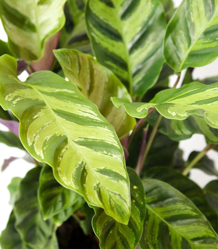 Calathea Albertii