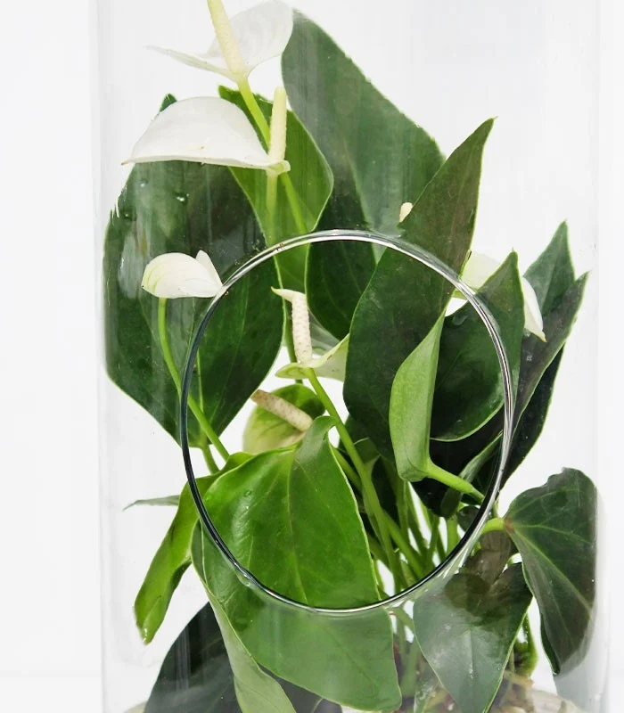 Anthurium bianco in vetro