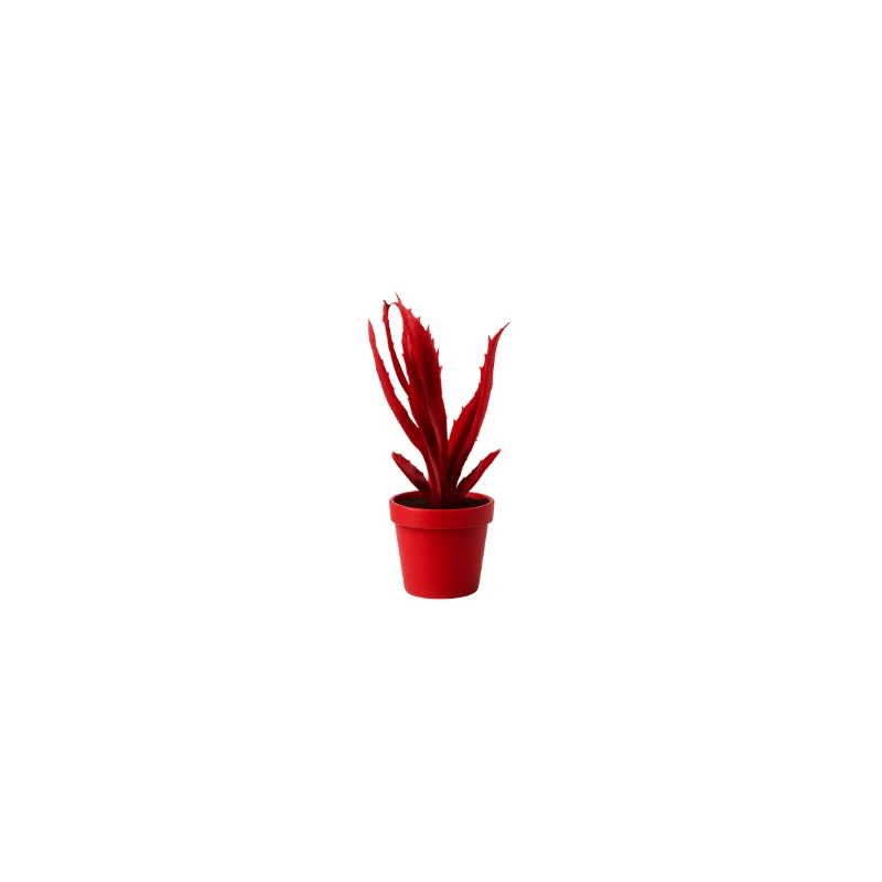 Aloe scultura L 15 H 22cm